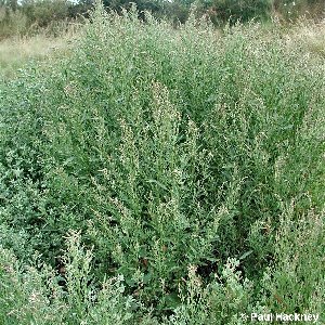 saltbush 